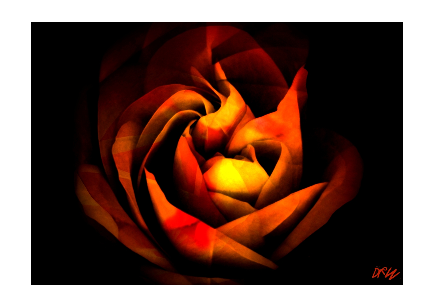 ArtAperture.net - Dar Wolfe - Meditation - Floral - Showcase of floral beauty achieved through a selective fusion of reality and art