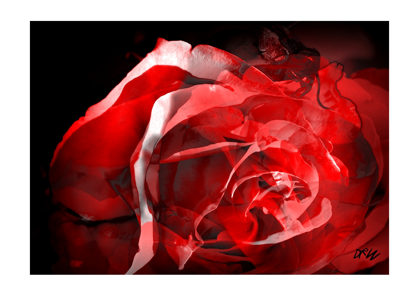 ArtAperture.net - Dar Wolfe - Storm - Floral - Showcase of floral beauty achieved through a selective fusion of reality and art